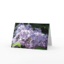 Lilacs in Full Bloom
