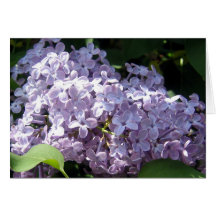 Lilacs in Full Bloom Greeting Cards