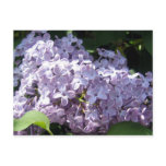 Lilacs in Full Bloom postcards