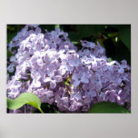 Lilacs in Full Bloom Poster