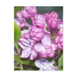 Lilacs in Oregon postcards
