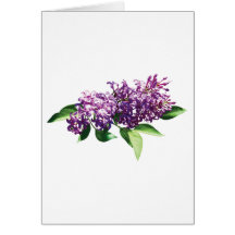 Lilacs in Sunshine Greeting Card