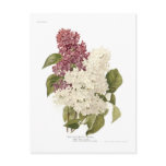 Lilacs postcards