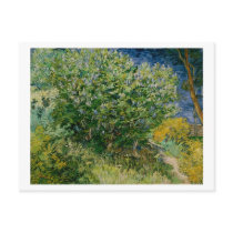 Lilacs, Vincent van Gogh Post Cards