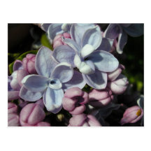 Lilas au printemps post cards
