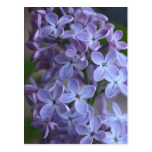 Lilas Postcard
