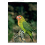 Lilians Lovebird Greeting Cards