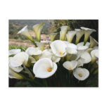 Lilies growing at Calla Lily Plantation, Taiwan postcards
