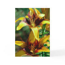 lilies of the fields greeting cards