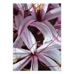 Lilies Photo