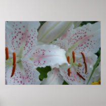 lilies poster