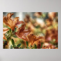 Lilies Poster