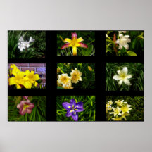 Lilies Poster