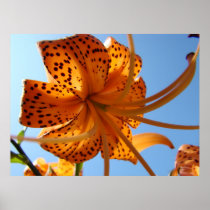 LILIES Tiger Lily Flowers Art Prints Framed Sky