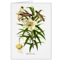 Lilium brownii greeting cards
