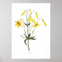 Lilium canadense print