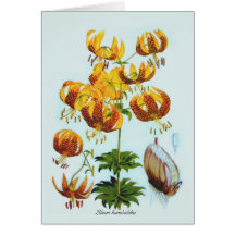 Lilium humboldtii card