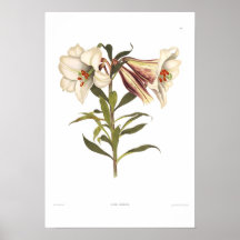 Lilium japonicum posters