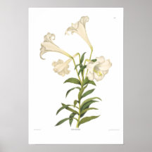 Lilium longiflorum poster