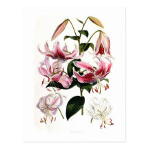 Lilium speciosum post card