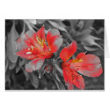 Lillies Black & White cards