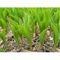 Lillies Green Acrylic Cut Outs