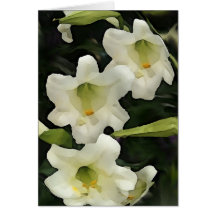 Lillies Greeting Card