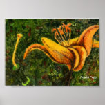 Lilly #1 Art Print