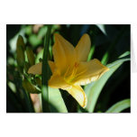 Lilly cards
