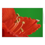 Lilly Card