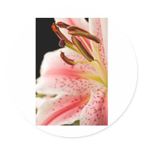 lilly close up round sticker