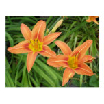 Lilly flower postcard