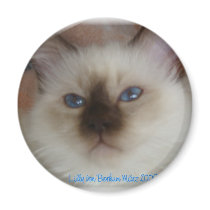 Lilly  Heilige Birma Magnete