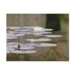 Lilly Lillies Ponds Lillypads postcards