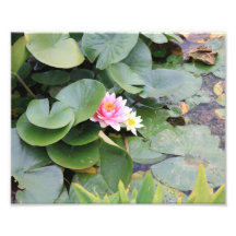 Lilly pads photographic print
