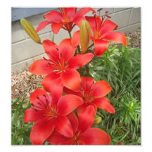lilly photo print