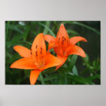Lilly Photography Print