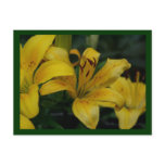 lilly postcards