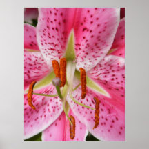 Lilly Print
