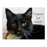 Lilly the Cat Postcard