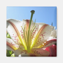 Lily 2 fridge magnets