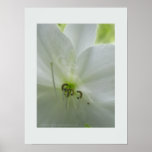 Lily 2 plakat