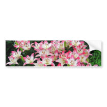 Lily 42 ~ bumper sticker