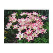 Lily 42 ~ postcard