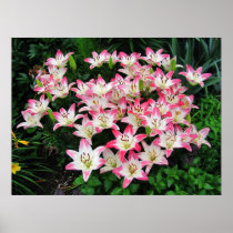 Lily 42 ~ print