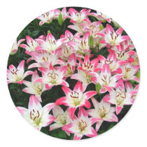 Lily 42 ~ sticker