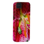 Lily and the Tree Frog iPhone 4 Cases