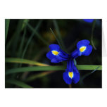 Lily Greeting Cards