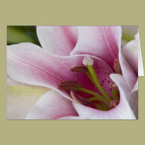 Lily Card cards