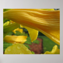 Lily Drop #1 Print